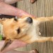 Female terrier found in Carrigaline