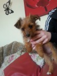 Female yorkie mix puppy found