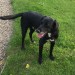 Large black dog lost between Ballyhooly