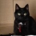 Small Black Female Cat lost in Oakfield, Glanmire