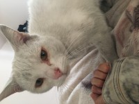 White Female cat 12+ yrs Cork