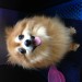 Female Pomeranian in Waterpark, Carrigaline