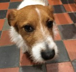 Brown & white terrier found in the Mardyke area of Cork City