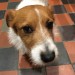 Brown & white terrier found in the Mardyke area of Cork City