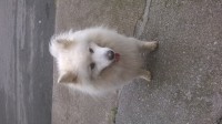 Male pomeranian/husky cross found in Cork