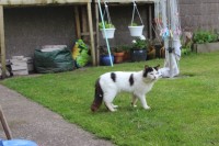 Found Cat – white with black patches
