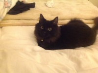 Female cat missing in Waterford
