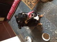 Female collie found news River Towers, Lee Road