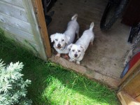 Small White Maltese lost in Innishannon