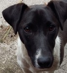 Male terrier cross found in Waterloo, Blarney