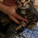 Found – Male kitten – tabby – 8 – 12 weeks old approx.