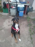 Male Rottweiler Mix lost in Commerce City, CO