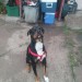 Male Rottweiler Mix lost in Commerce City, CO