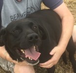 Buddy Male Black Labrador