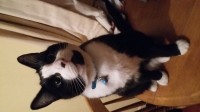 Lost neutered male black and white cat!