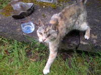 Found torbie cat in Ladysbridge