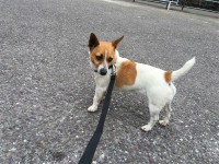 Female Jack Russell (4-7 years old)