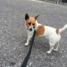 Female Jack Russell (4-7 years old)