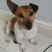 Found jack Russell in Ballyvolane Cork