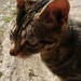 Friendly male tabby cat found