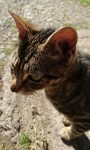 Friendly male tabby cat found