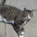 Tabby Cat Lost in Castlejane, Glanmire