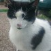 black & white male cat found in Sixmilebridge