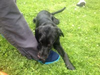 Young black Lab found in Shanakiel