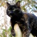 Beautiful Female Cat for Adoption – Tiffin