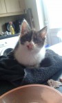 Kitten Found in Thurles