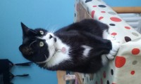 Missing – black and white cat