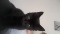 Black Kitten Missing Douglas Area Cork