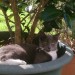 Lost grey male cat in the Cloisters Ballincollig