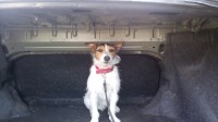 Male Parson Russell Terrier lost in Kilcornan, Limerick