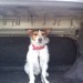 Male Parson Russell Terrier lost in Kilcornan, Limerick