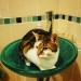 Female cat lost in Ballincollig, Cork