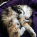 Lost female calico cat in Carrigaline