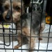 Female Yorkshire terrier found in the Rathpeacon area