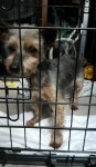 Female Yorkshire terrier found in the Rathpeacon area
