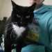 Male Black and white cat lost in Midleton