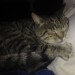 Male Tabby found in Midleton