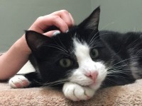 black and white cat lost Victoria Ave Cork city