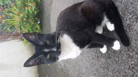 Black and white male cat lost in Dungarvan