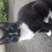 Black and white male cat lost in Dungarvan