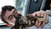 Small kitten very friendly tortoise shell colouring . Found in the Powner mills Ballincollig  Co. Cork