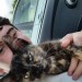 Small kitten very friendly tortoise shell colouring . Found in the Powner mills Ballincollig  Co. Cork