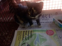 Female kitten found in clogheen