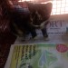 Female kitten found in clogheen