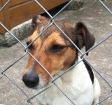 Female Jack Russell found Lismore Co. Waterford