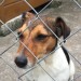 Female Jack Russell found Lismore Co. Waterford